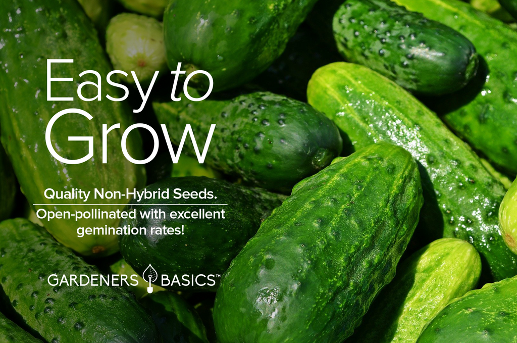 Premium Non-GMO Beit Alpha Cucumber Seeds for Bountiful Harvests
