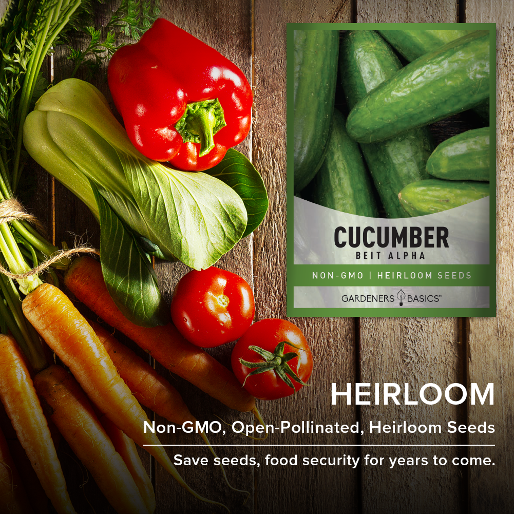 Easy-to-Grow Beit Alpha Cucumber Seeds: Perfect for Gardeners of All Levels