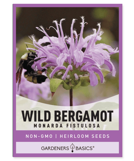 Bergamot Monarda fistulosa Native perennial Pungent mint-scented leaves Tea Pollinator plant Hummingbirds Bees Butterflies Rain gardens Meadow plantings Prairie mixes Full sun Partial shade Dry Moderate moisture Sandy soil Clay soil Loam soil Powdery mildew