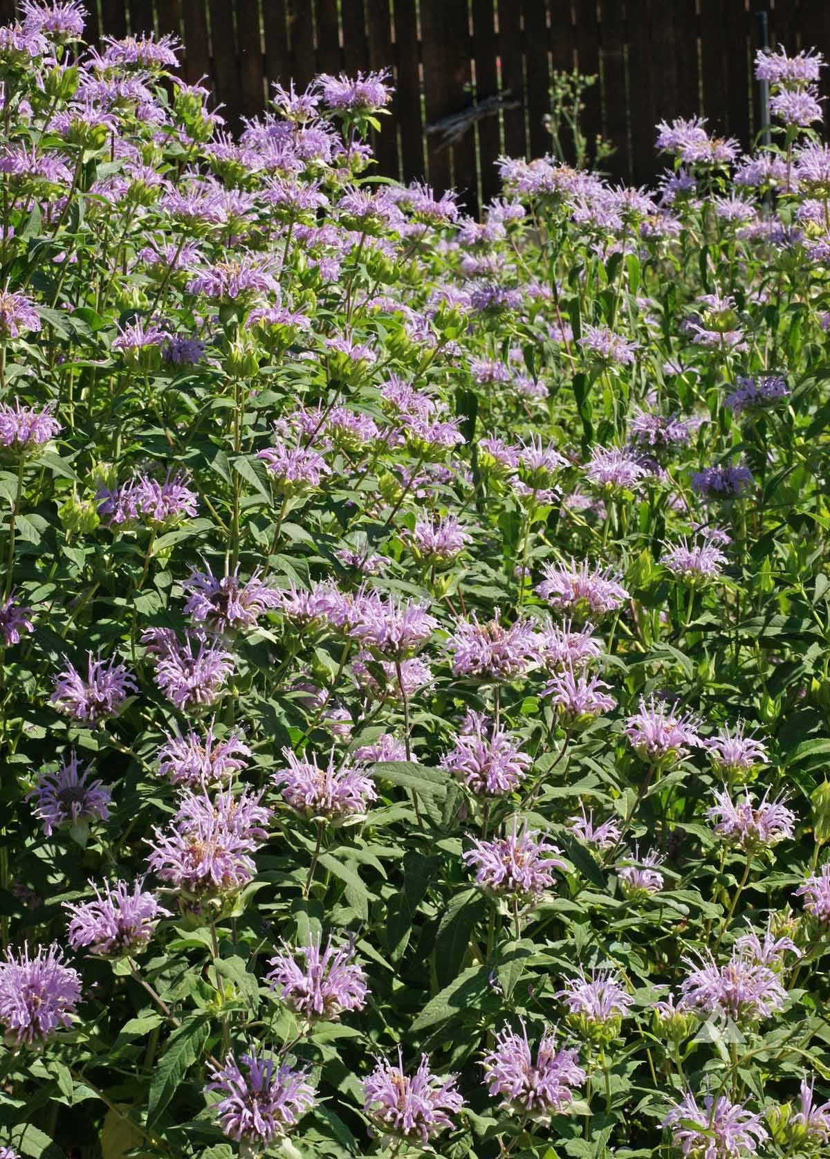 planting bergamot seeds Premium Bergamot Seeds for Planting: Create Your Dream Garden