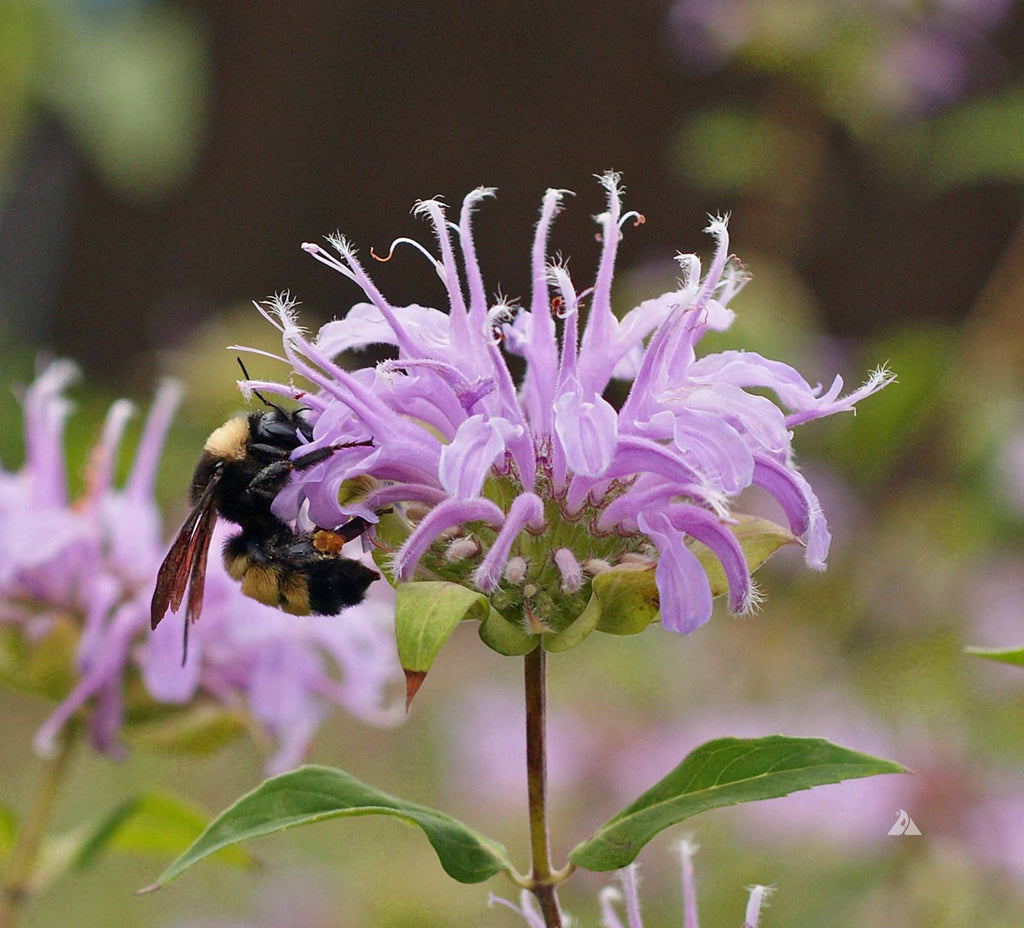 Create a Pollinator Haven with Bergamot: Attractive to Hummingbirds, Bees, and Butterflies