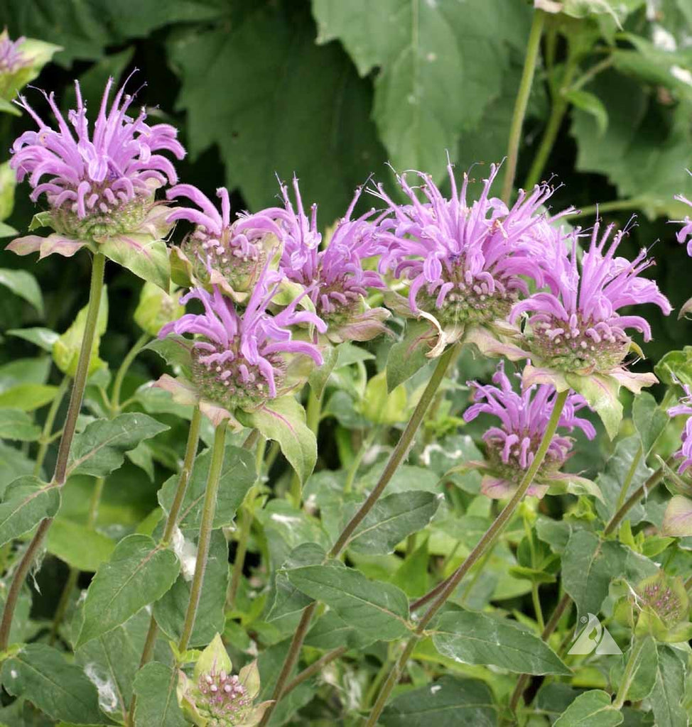 The Problem with Powdery Mildew on Bergamot: How to Avoid Excessive Overhead Watering