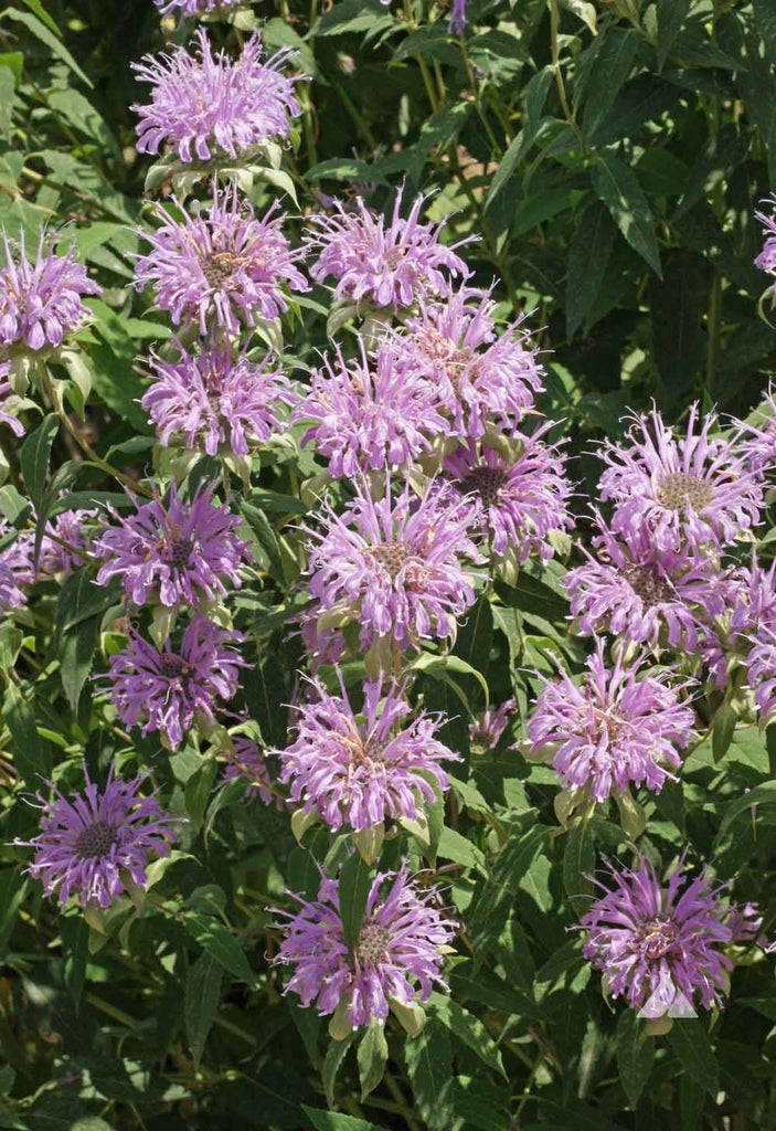 Beautiful and Hardy: Bergamot's Benefits to Your Garden