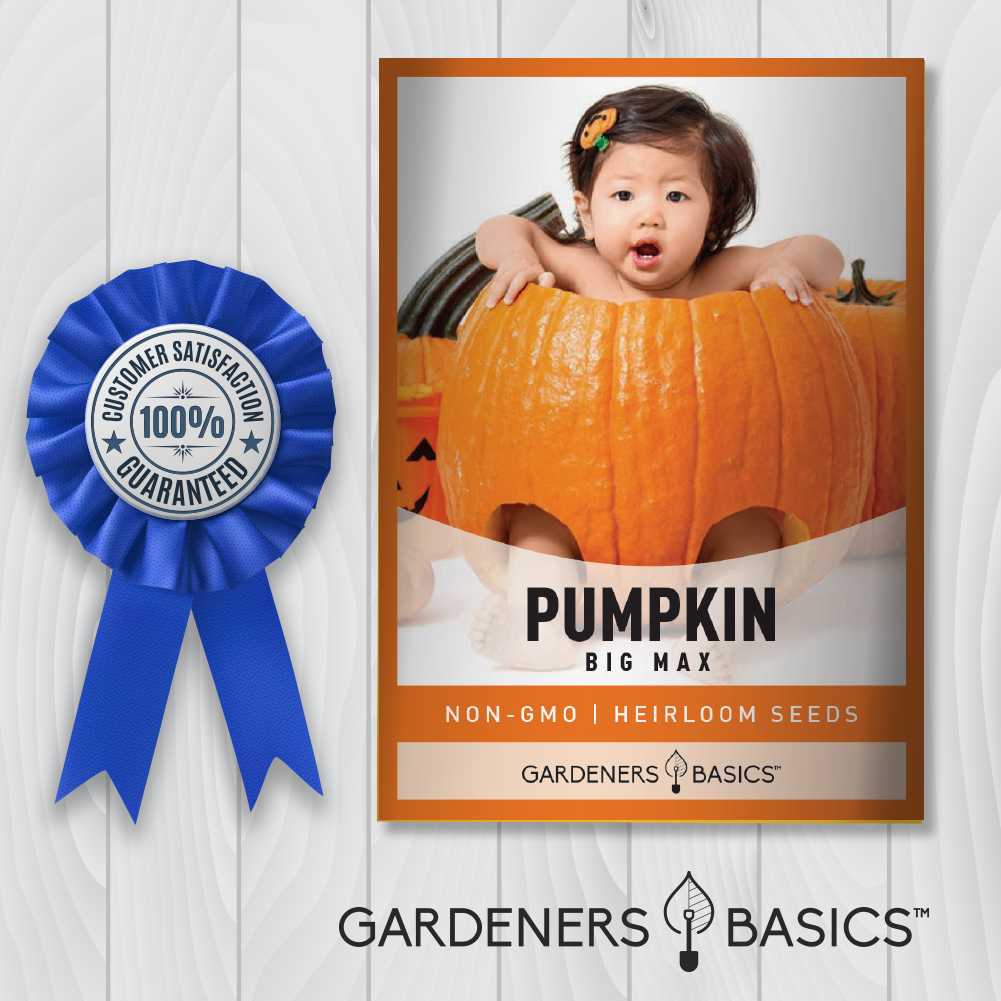 Grow the Pumpkin Patch of Your Dreams with Big Max Pumpkin Seeds for Planting