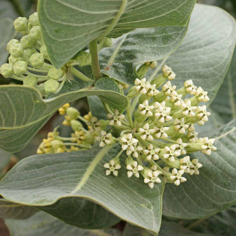 Gardening for Biodiversity: A Guide to Broadleaf Milkweed