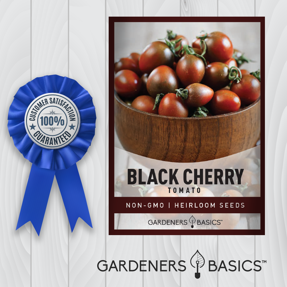 Black Cherry Tomato Seeds – Add Color & Flavor to Your Garden