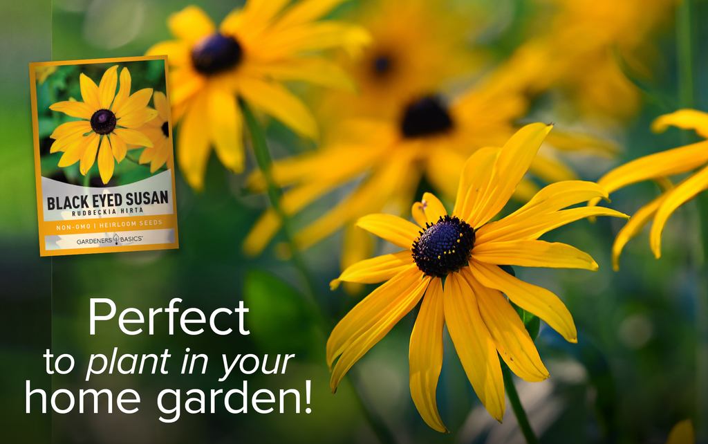 Grow Beautiful Black Eyed Susans with High-Quality Flower Seeds