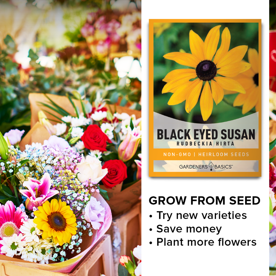 black wildflower seeds Gardeners Basics, Black Eyed Susan Seeds for Planting