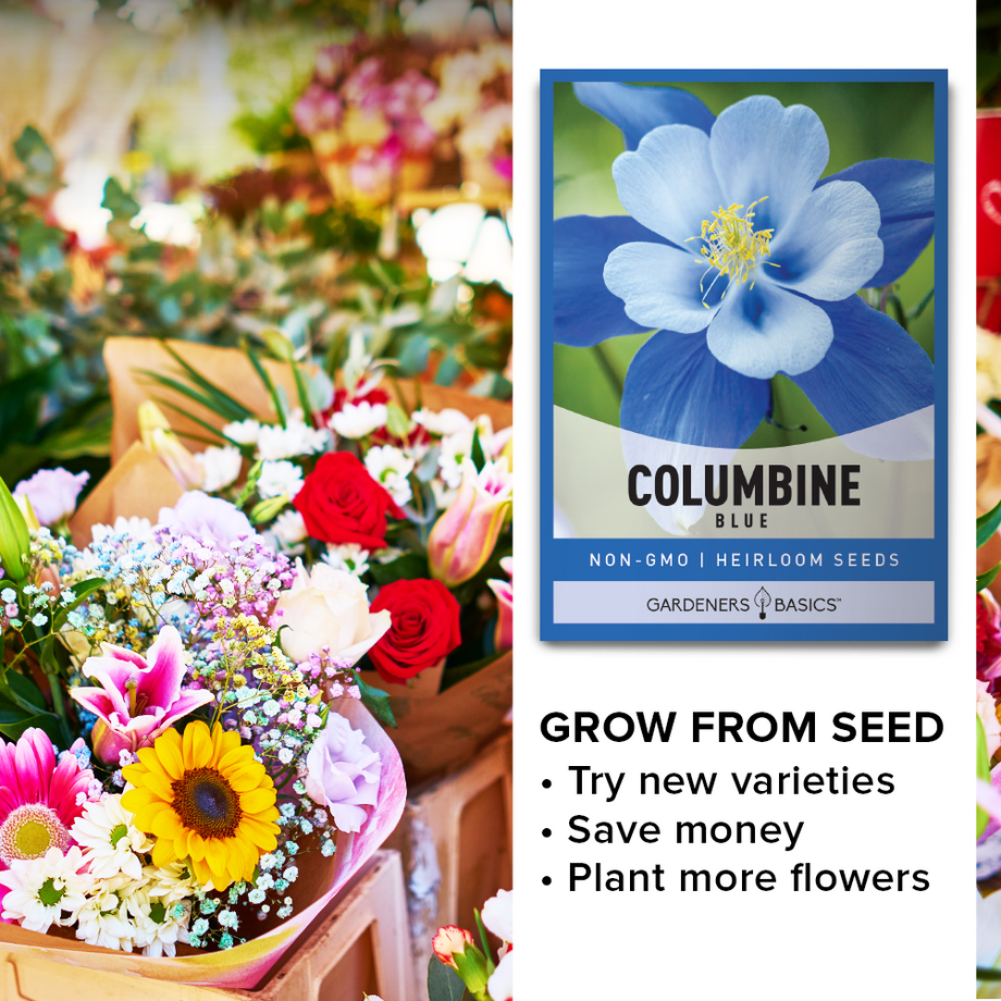 Gardeners Basics, Blue Columbine Seeds For Planting (Aquilegia Seeds)