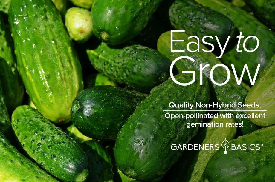 planting boston pickling cucumber seeds Heirloom Boston Pickling Cucumber Seeds Non-GMO & Great for Preserving –  Gardeners Basics
