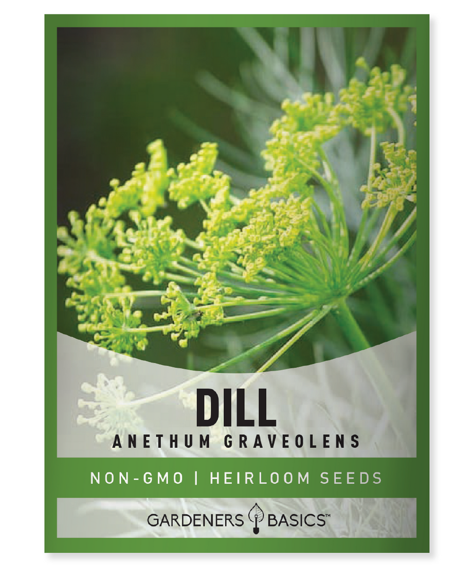 dill seeds for planting Bouquet Dill Seeds