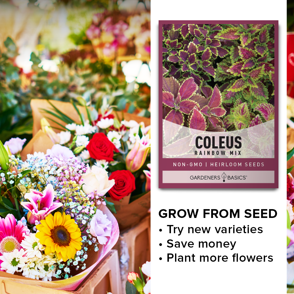 Shade-Loving Rainbow Mix Coleus: A Colorful Addition to Your Garden