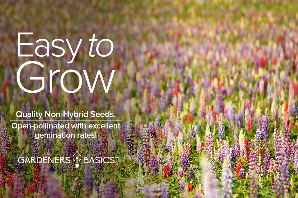 Full Sun Perennials: Grow Russell Lupine for a Gorgeous Garden Display