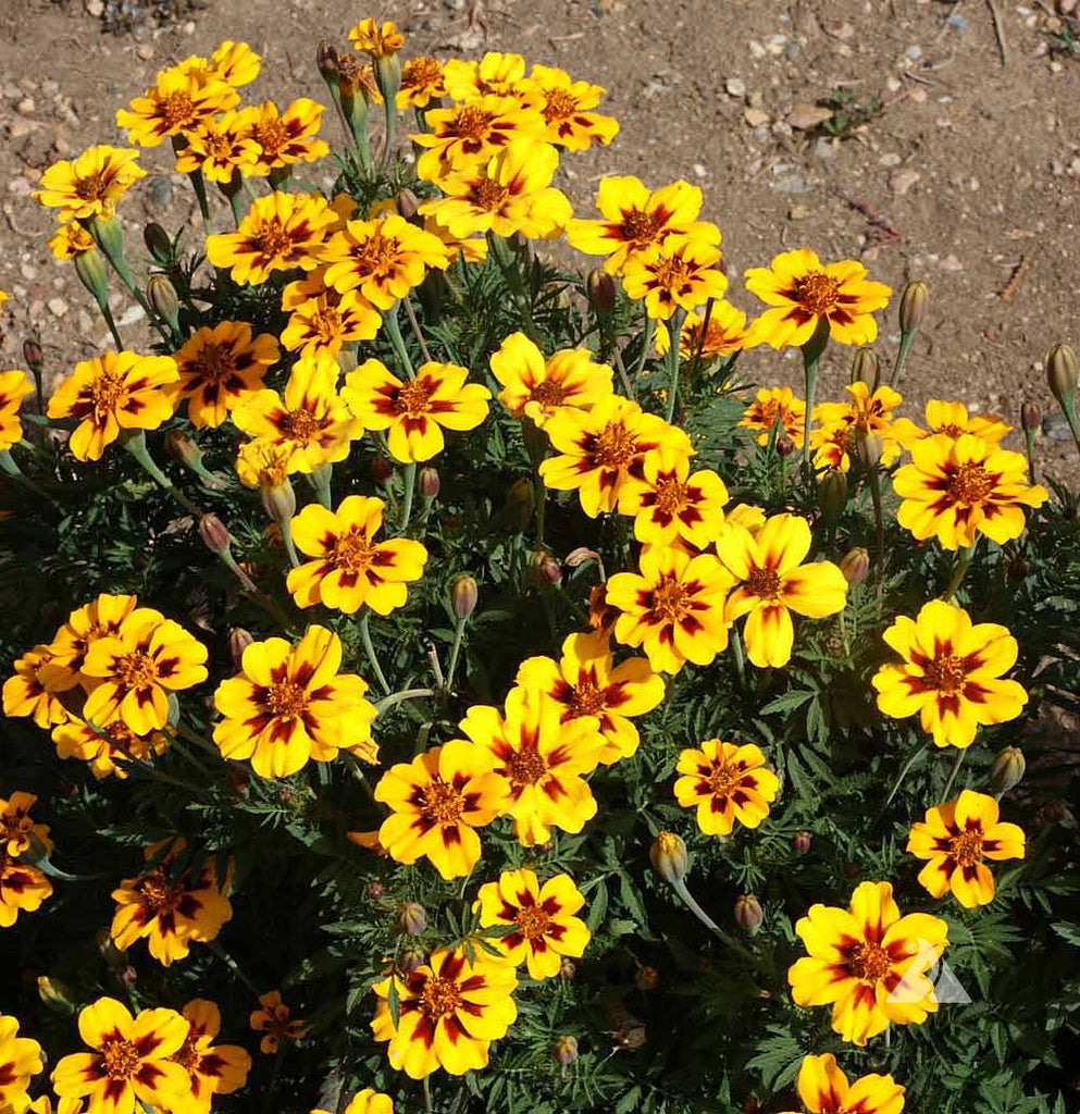 Long-Blooming French Marigold Dainty Marietta Adds Charm to Any Space
