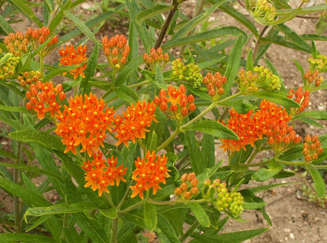 Monarch Magnet: Planting Butterfly Milkweed