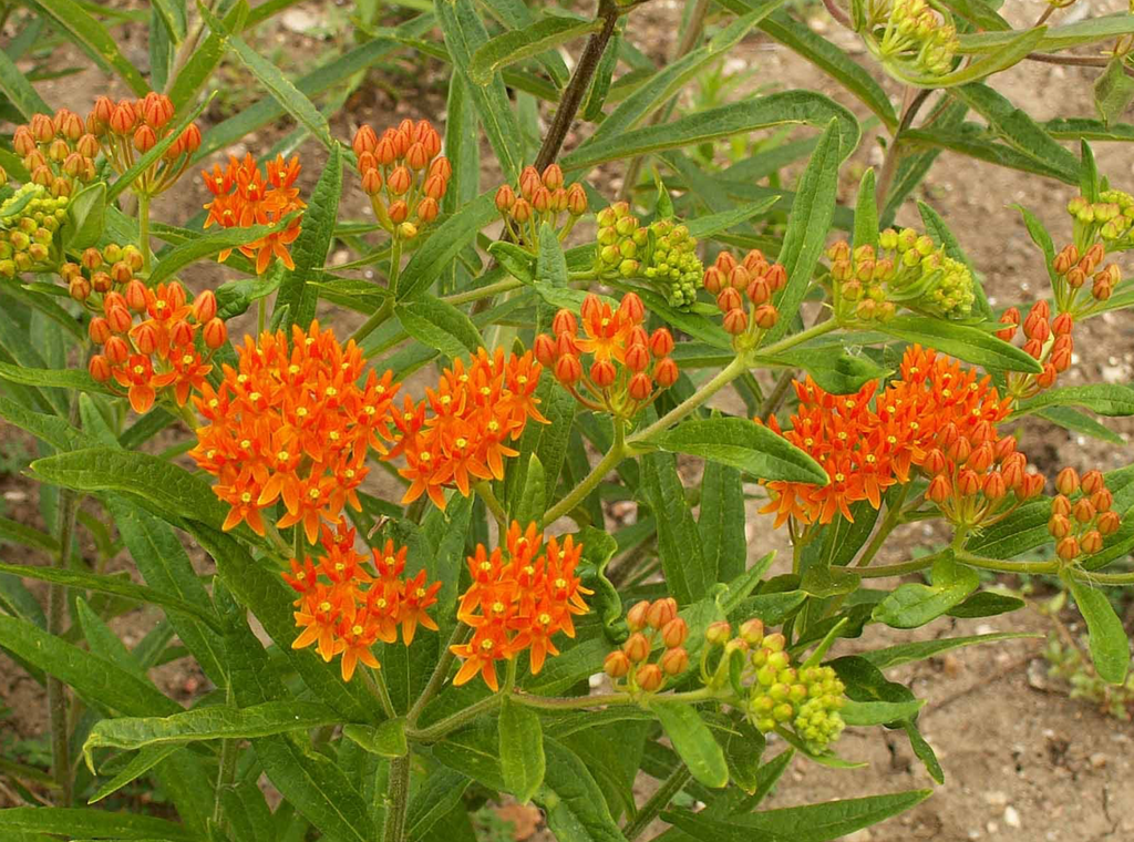 Monarch Magnet: Planting Butterfly Milkweed