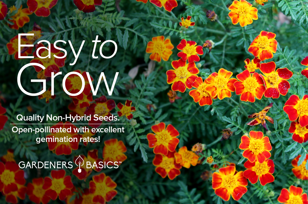 Summer-Fall Blooms: French Marigold Sparky Mix