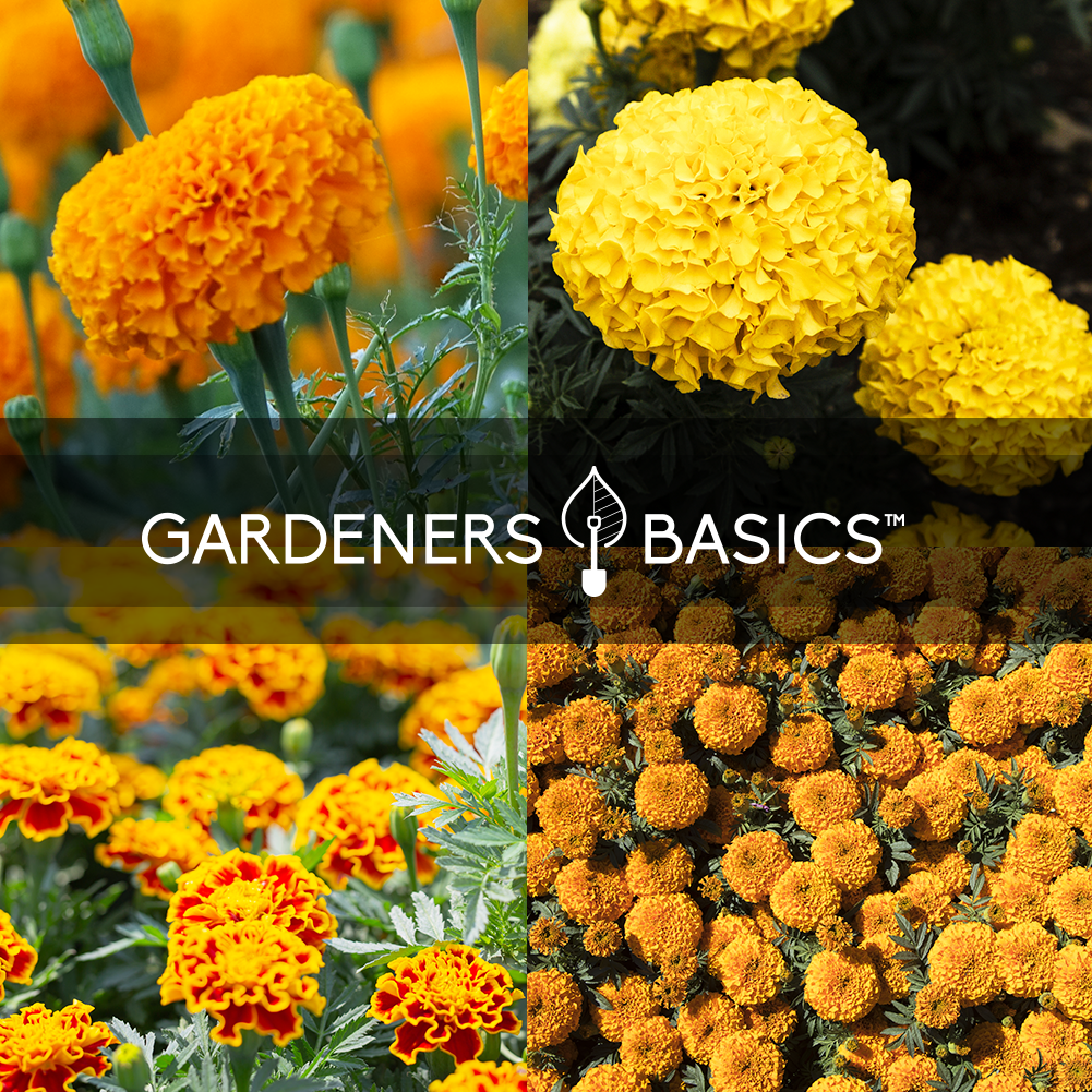 Gardening Made Easy with Our Marigold Seed Collection