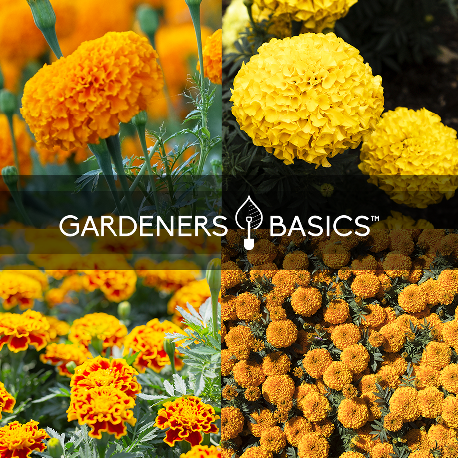 Get Vibrant Blooms with 4 Marigold Seed Varieties – Heirloom & Non