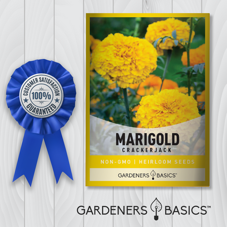 Open-Pollinated African Marigold Crackerjack Seeds for a Healthier Garden