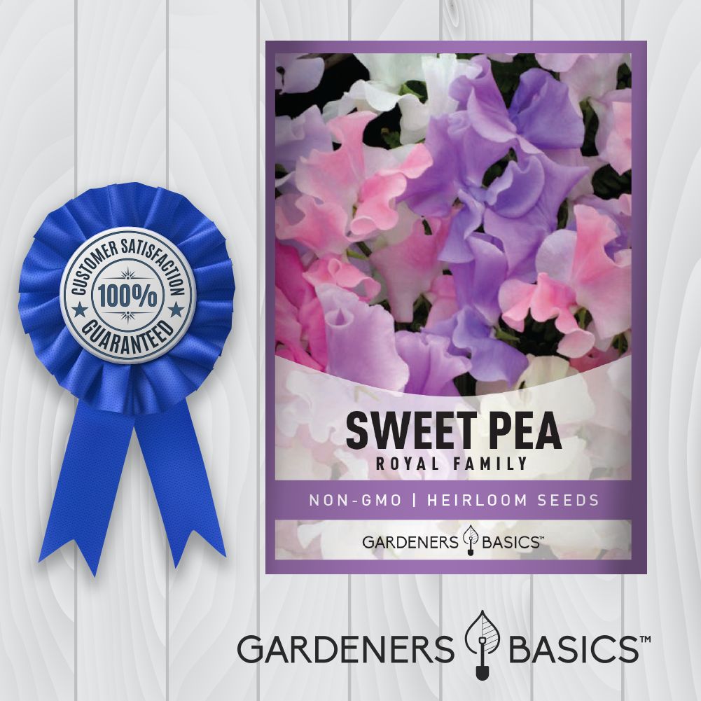 Multi-Colored Sweet Pea Royal Family Mix - The Ultimate Floral Display