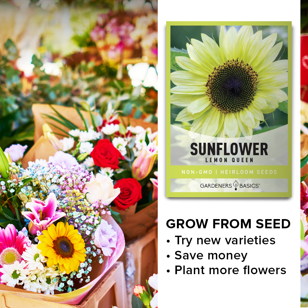 Lemon Queen Sunflower Seeds: Grow a Pollinator Paradise