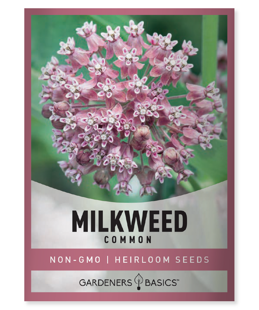 Common Milkweed Asclepias Syriaca Native plants Pink flowers Perennial Full sun Midwest Eastern U.S. Wildlife conservation Butterfly habitat Nectar-rich blooms Pollinators Meadow plantings Germination Cold stratification Biodiversity Natural landscaping Adaptability Wildlife support Garden