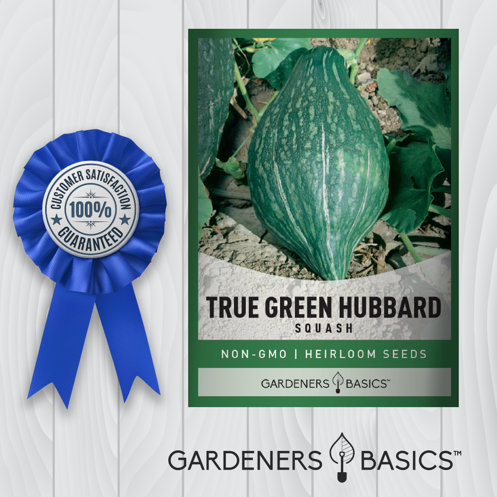 The Alluring Taste and Nutrition of True Green Hubbard Squash