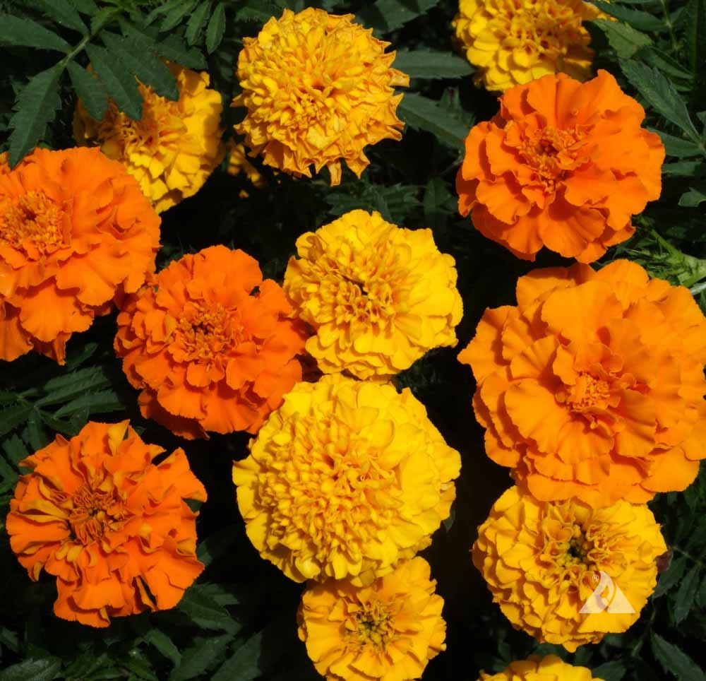 Transform Your Garden with the Petite and Colorful French Marigold Mix