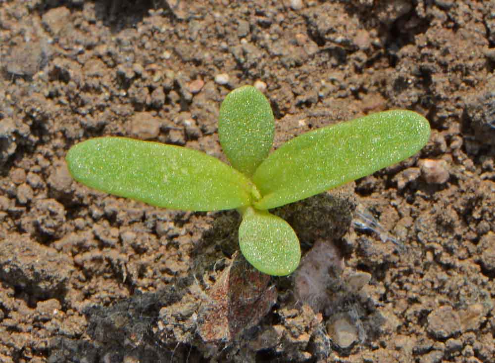 Low-Growing Mats and Colorful Stalks: The Benefits of Yellow Daisy