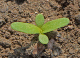 Low-Growing Mats and Colorful Stalks: The Benefits of Yellow Daisy