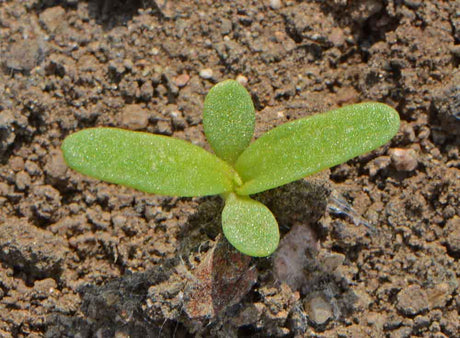 Low-Growing Mats and Colorful Stalks: The Benefits of Yellow Daisy