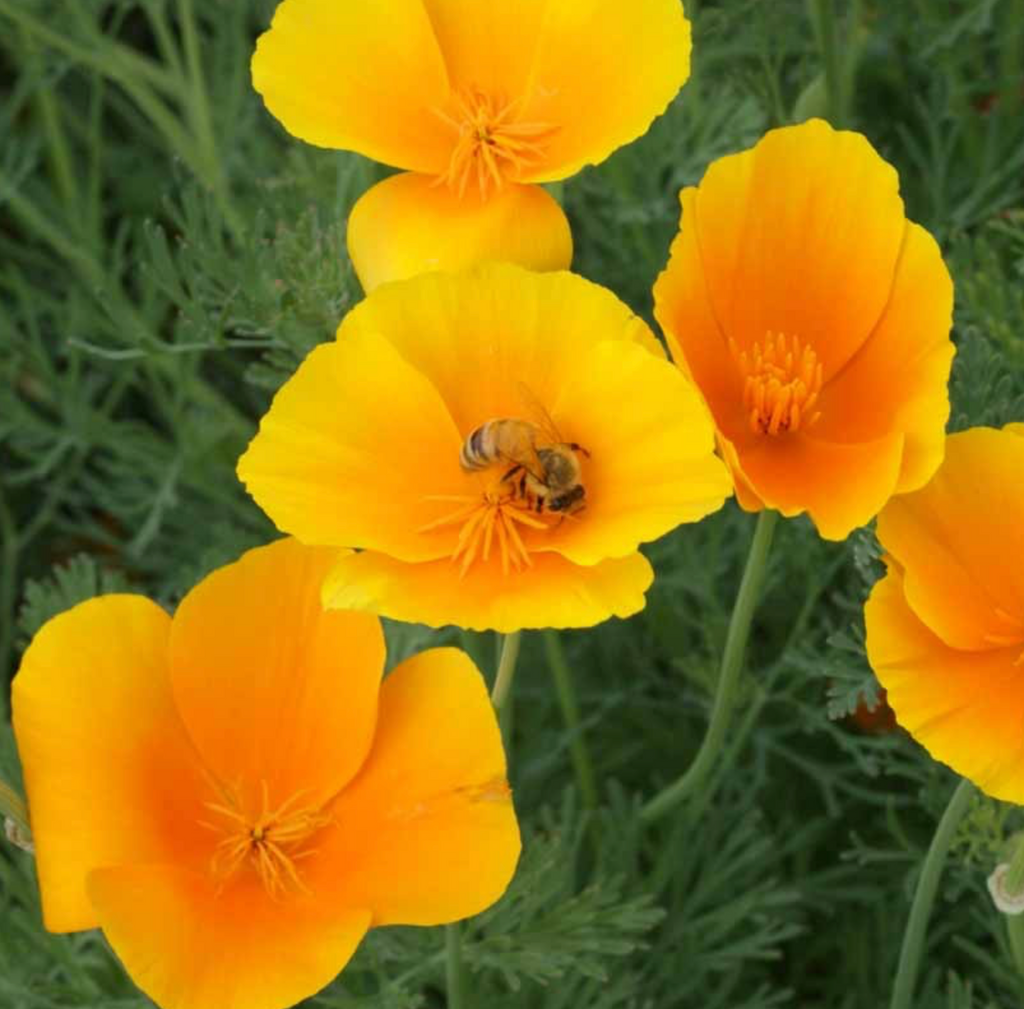Sowing the Seeds of California: A Guide to Growing Poppies