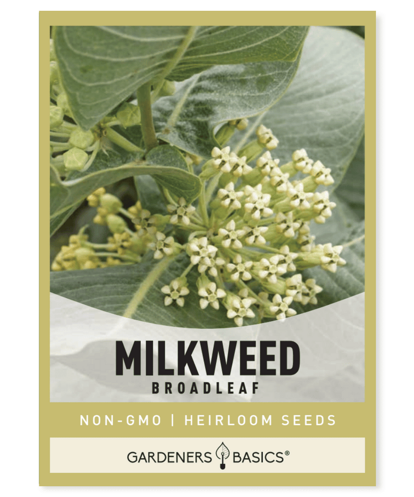 Broadleaf Milkweed Seeds For Sale - Attract Pollinators To Your Garden ...