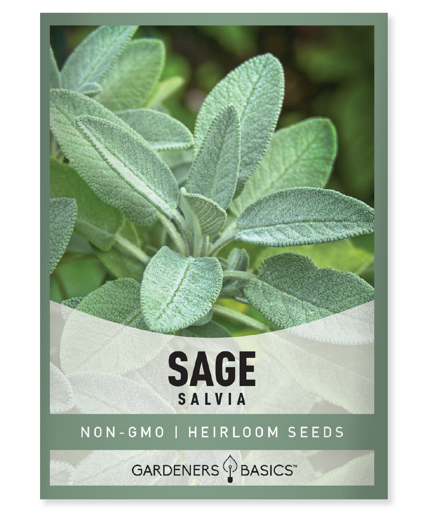 Broadleaf Sage Seeds Non-GMO Sage Seeds Organic Sage Seeds High Germination Rates Culinary Herb Seeds Medicinal Herb Seeds Aromatic Herb Seeds Indoor Herb Garden Outdoor Herb Garden Pollinator-Friendly Plants Herbal Remedies Grow Your Own Herbs Sage Plant Seeds Easy-to-Grow Herbs Broadleaf Sage Benefits Herb Gardening Sage Seeds for Sale Flavorful Herbs Ornamental Sage Plant Home Herb Garden