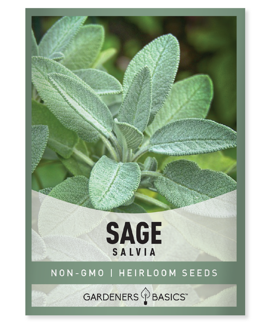 Broadleaf Sage Seeds For Sale: Buy Today & Start Your Herb Garden –  Gardeners Basics