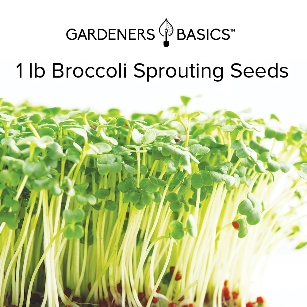 Enjoy Fresh, Homegrown Sprouts with Waltham 29 Broccoli Seeds