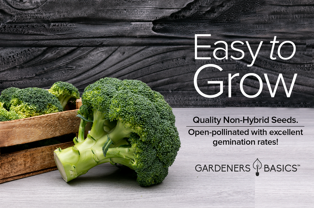 Grow Nutritious & Delicious Waltham 29 Broccoli at Home