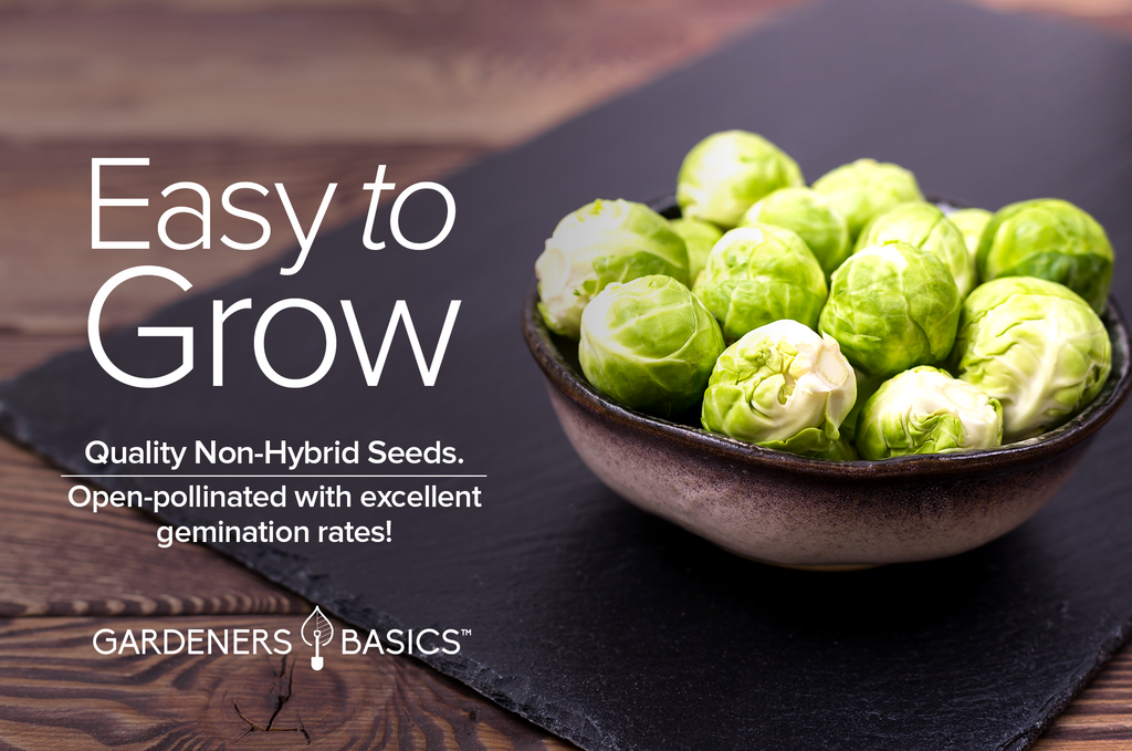 Long Island Improved Brussels Sprouts Seeds For Planting Non-GMO Seeds For Home Vegetable Garden Easy To Grow