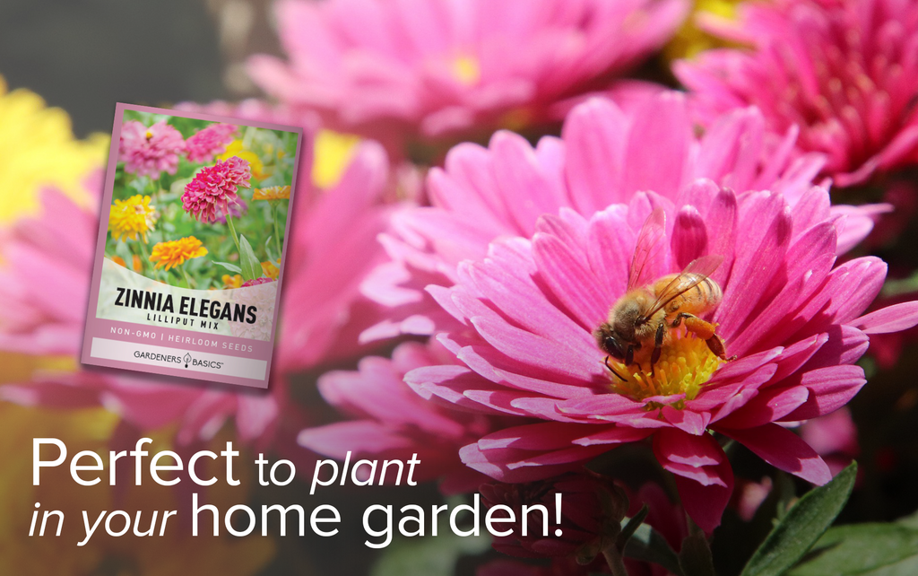 Zinnia Lilliput Mix: A Drought-Tolerant Option for Your Garden