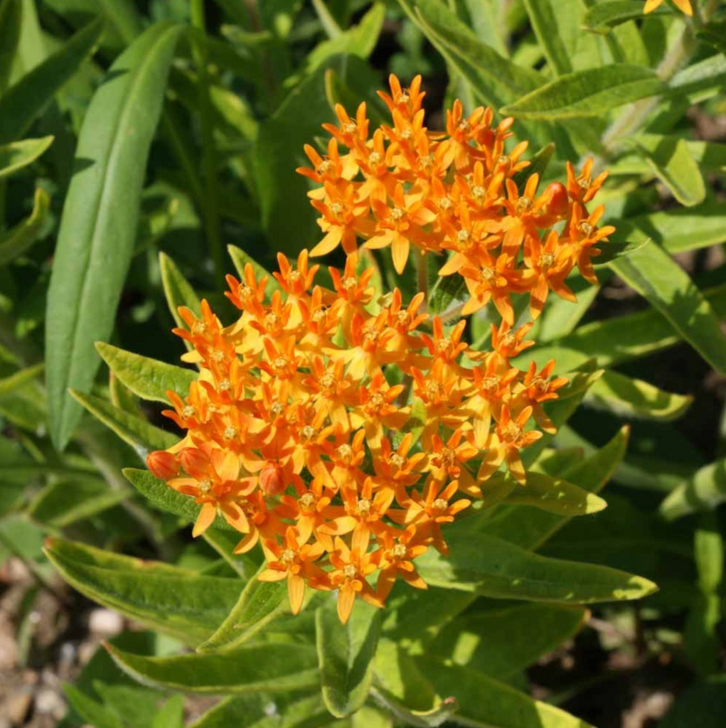Butterfly Milkweed: A Must-Have for Pollinator Gardens