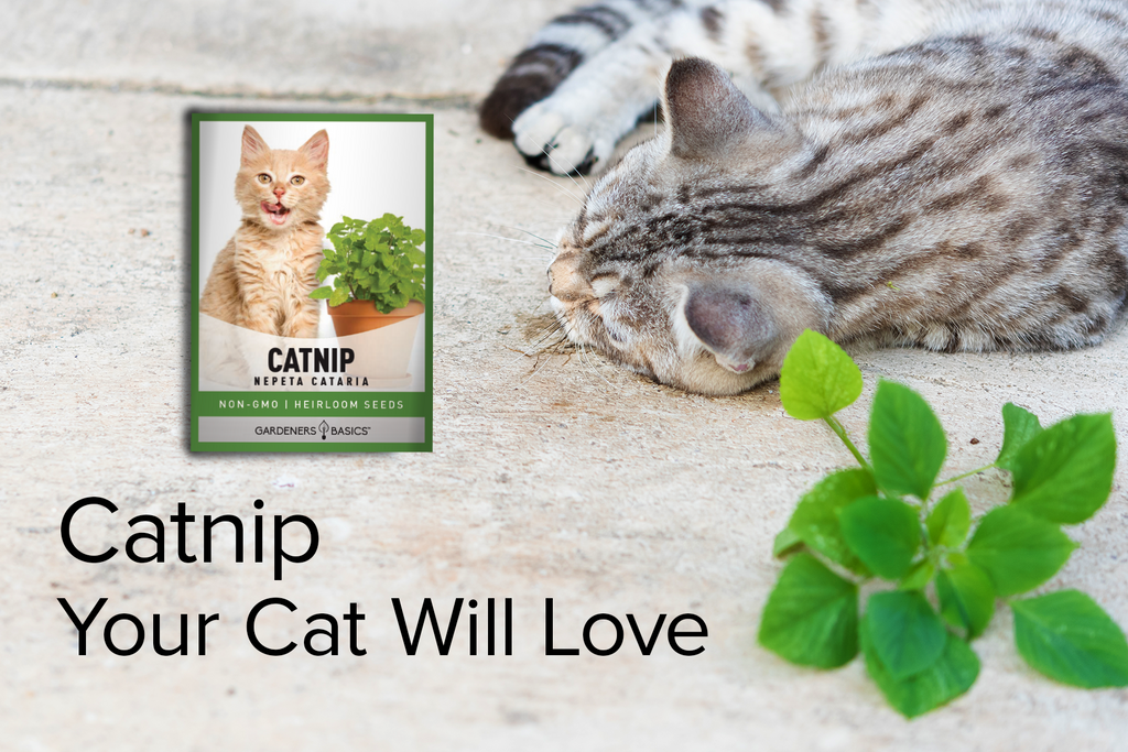 High-Quality Catnip Seeds: Give Your Cats the Ultimate Playtime Experience