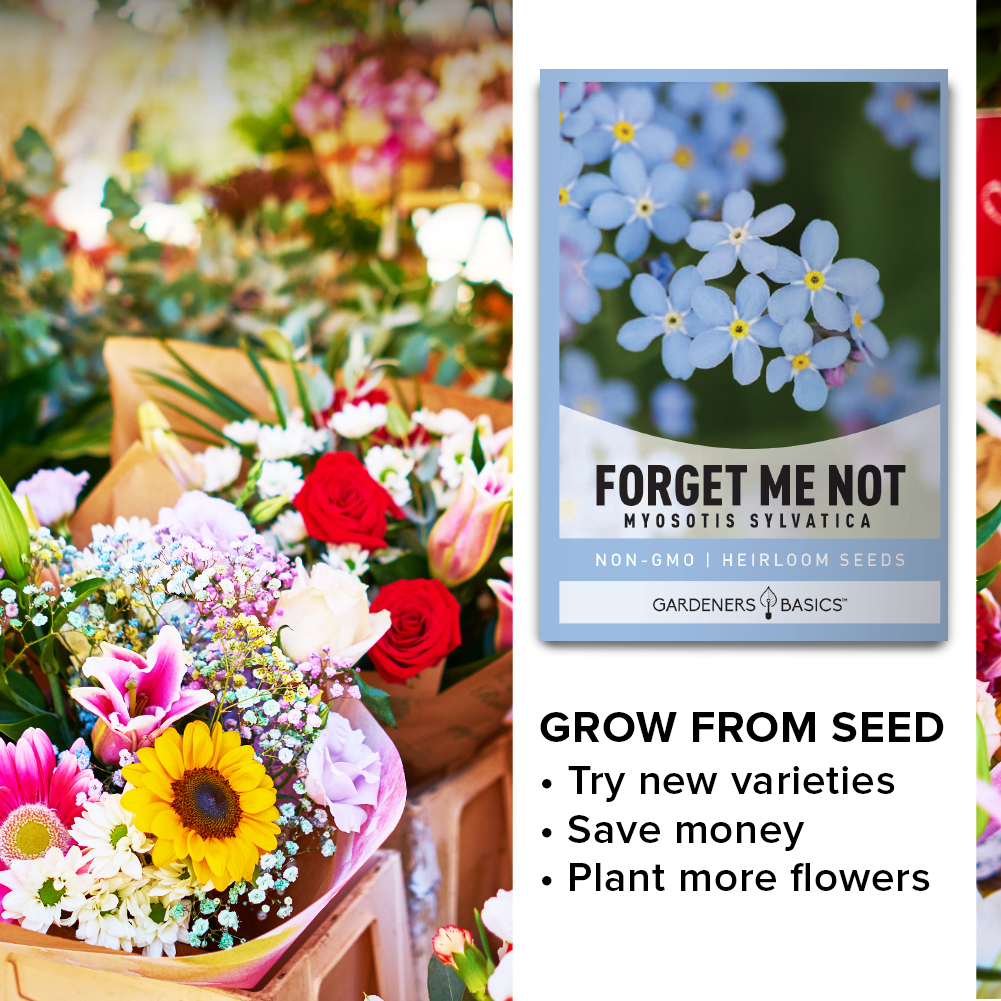 Myosotis Sylvatica Seeds: Grow Forget Me Nots for an Enchanting Garden Display