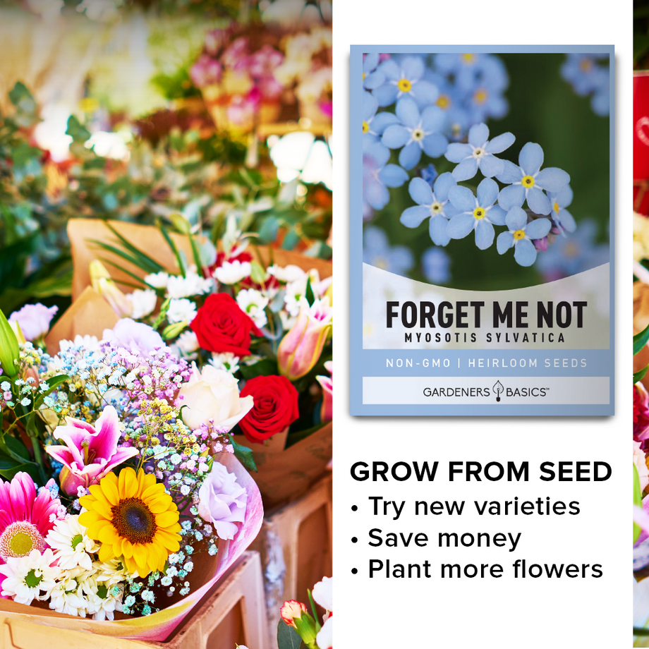 Forget Me Not Flower Seeds for Planting