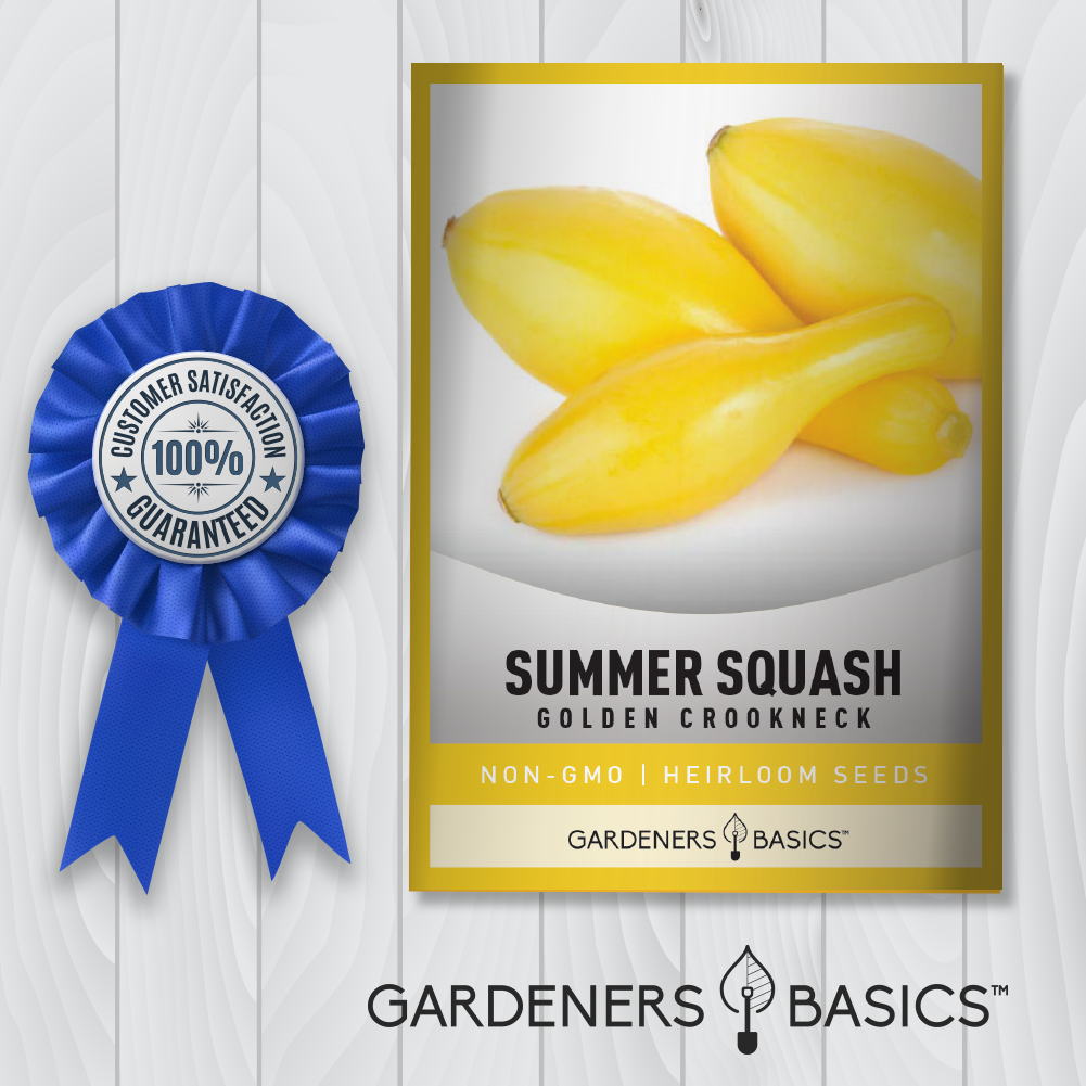 Plant Golden Crookneck Squash for a Garden Full of Flavor