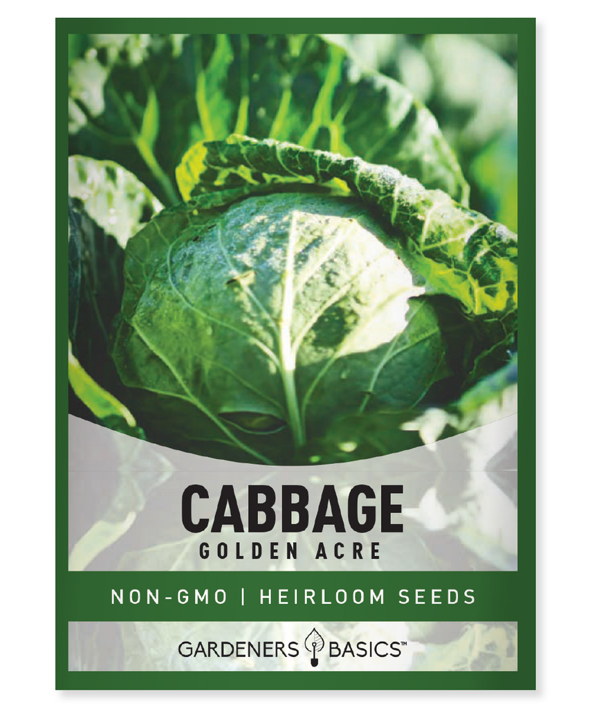Golden Acre Cabbage Seeds Cabbage Seeds for Planting Heirloom Cabbage Seeds Non-GMO Cabbage Seeds Grow Your Own Cabbage Compact Cabbage Variety Early Harvest Cabbage Nutritious Vegetables Disease Resistant Cabbage Gardening Tips Homegrown Produce Vegetable Garden Healthy Eating