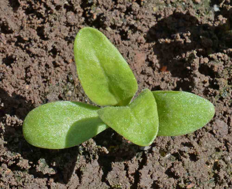 Gardening Made Easy with Calendula Ball's Orange