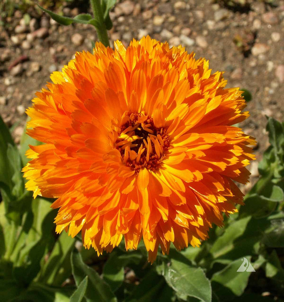 Calendula Ball's Orange: The Perfect Flower for Fall Blooming