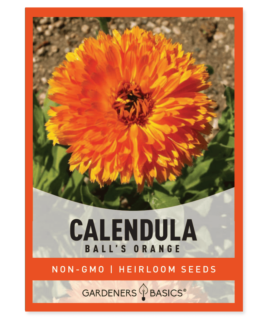 Calendula Ball's Orange Calendula Officinalis Orange Flowers Annual Plant Cutting Garden Beds and Borders Pollinator Garden Rich Soil Moderate Moisture Full Sun Culinary Uses Medicinal Uses Edible Petals Fall Blooming Summer Blooming