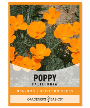California Poppy Eschscholzia californica State flower Orange flowers Perennial Annual Garden Landscape Honey bees Pollen Bloom period Seed packet Full sun Moisture Reseeding